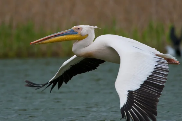 Pélican blanc dans le delta du Danube — Photo