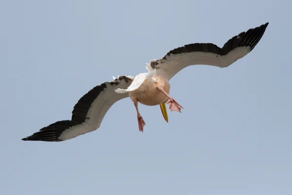 White Pelican in Danube Delta — Stock Photo, Image