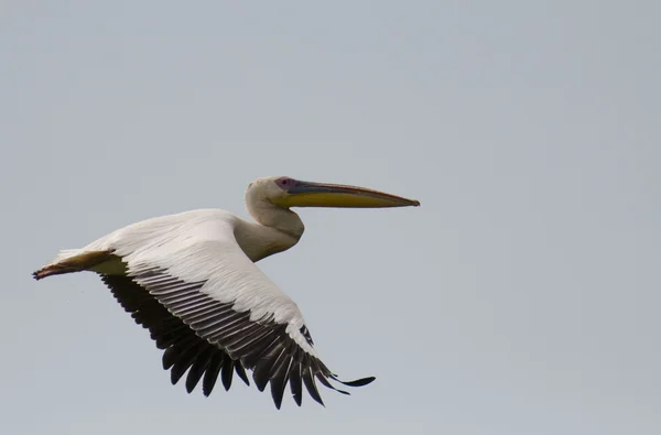 Pelícano blanco en el delta del Danubio — Foto de Stock