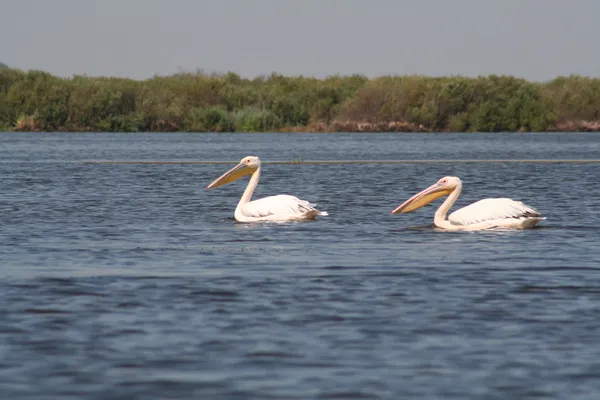 Pelicano branco no delta do danúbio — Fotografia de Stock