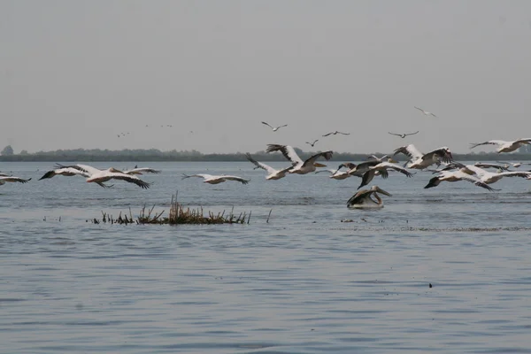Pellicano bianco nel delta del danubio — Foto Stock