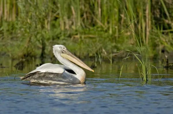 Dalmata Pelican nel Delta del Danubio — Foto Stock