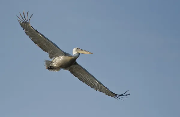 Dalmata Pelican nel Delta del Danubio — Foto Stock