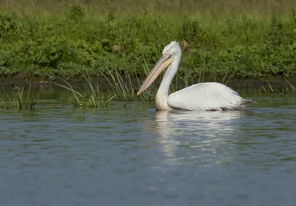 Dalmatian Pelican in Danube Delta — Zdjęcie stockowe