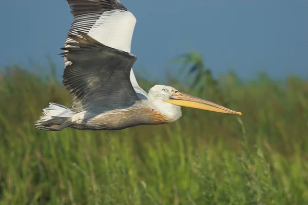 Dalmatian Pelican in Danube Delta — Zdjęcie stockowe