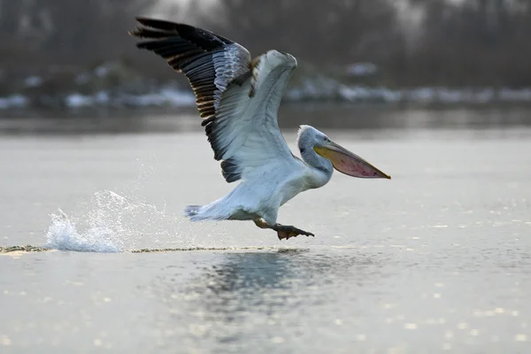 Dalmatian Pelican in Danube Delta — Stock Photo, Image