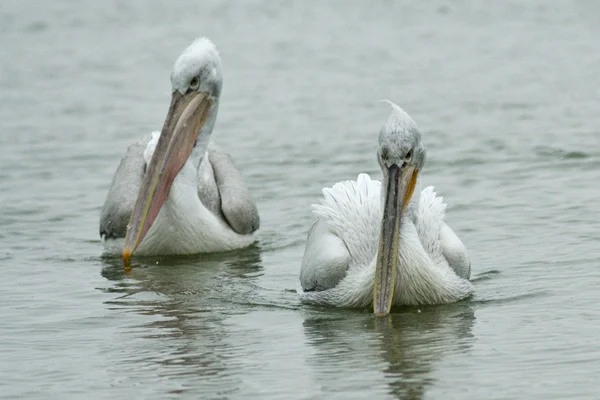 Pélican dalmate dans le delta du Danube — Photo