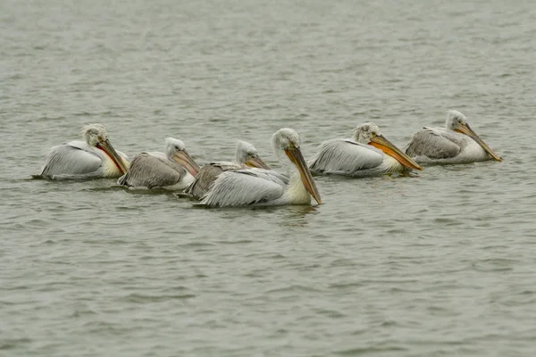 Dalmatian Pelican in Danube Delta — Stock Photo, Image