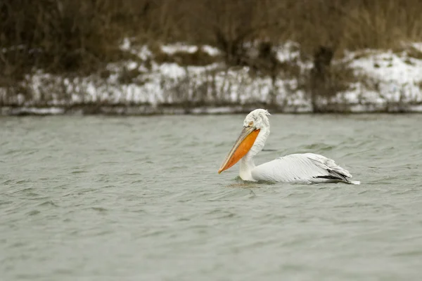 Pelicano dálmata em Delta do Danúbio — Fotografia de Stock
