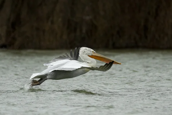 Dalmatian Pelican in Danube Delta — Stock Photo, Image