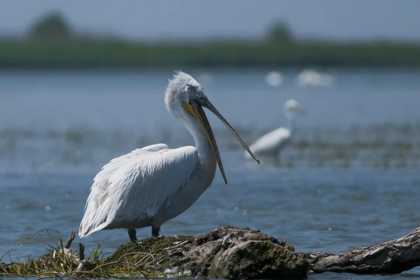 Dalmatian Pelican in Danube Delta — Stock Photo, Image