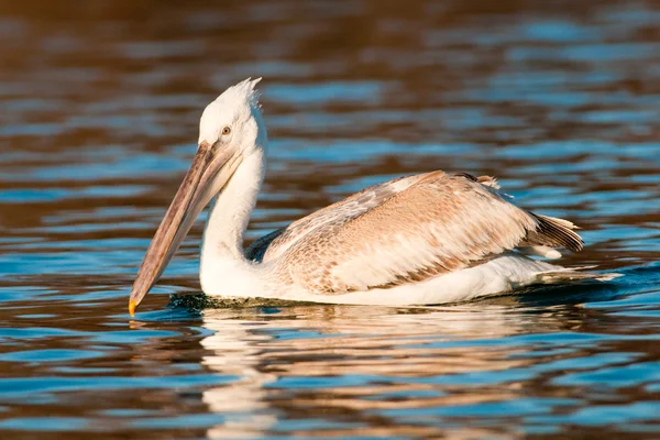 Dalmatian Pelican in Danube Delta — Stock Photo, Image