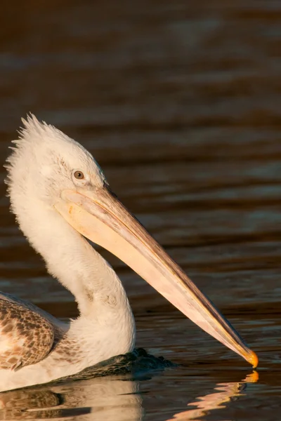 Dalmatian Pelican in Danube Delta — Stock Photo, Image