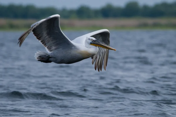 Tuna Deltası'nda Dalmaçyalı Pelikan — Stok fotoğraf