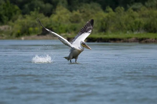 Tuna Deltası'nda Dalmaçyalı Pelikan — Stok fotoğraf