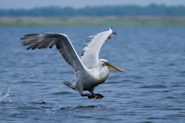 Dalmaçyalı pelican kalkış — Stok fotoğraf