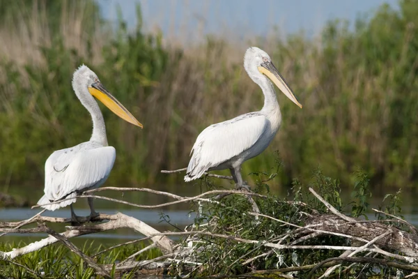 Pelicano dálmata em Delta do Danúbio — Fotografia de Stock