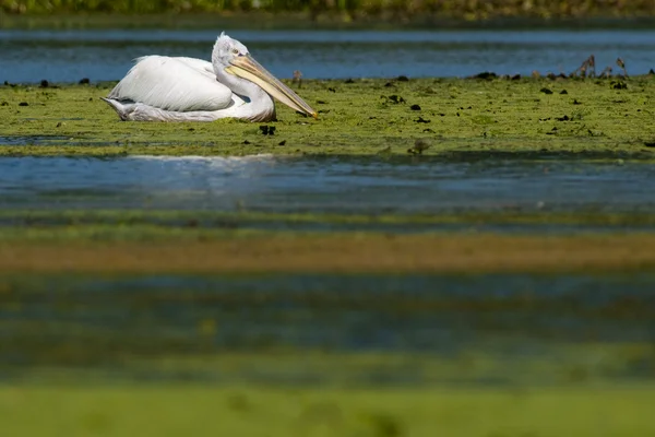 Dalmaçyalı pelican yeşil bitki su — Stok fotoğraf