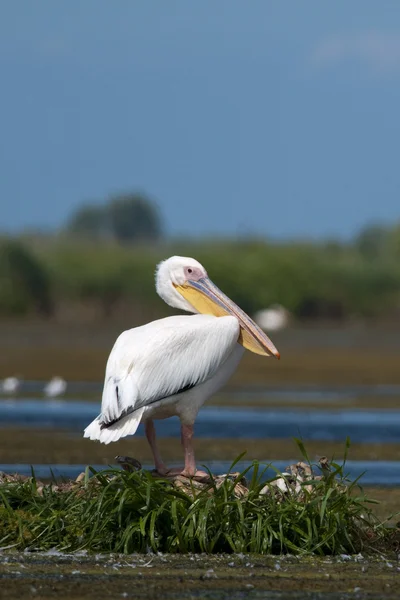 Dalmatian Pelican in Danube Delta — Stock Photo, Image