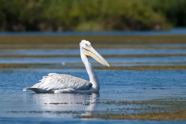 Pelicano dálmata na água — Fotografia de Stock