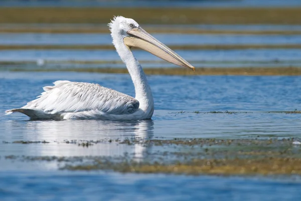 Dalmatische pelikaan op water — Stockfoto