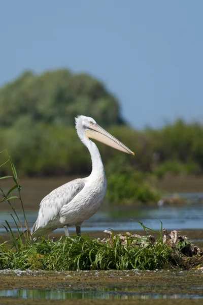 Pelícano dálmata en el Delta del Danubio — Foto de Stock