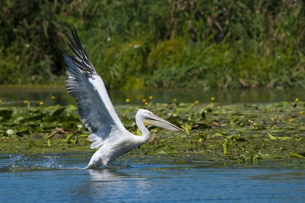 Dalmatian Pelican taking off — Stock Photo, Image