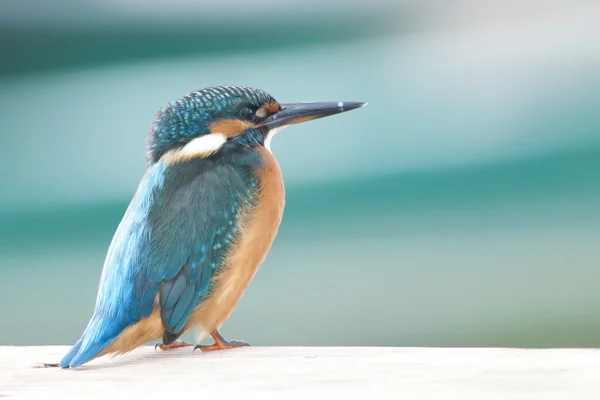 Kingfisher — Stock Photo, Image