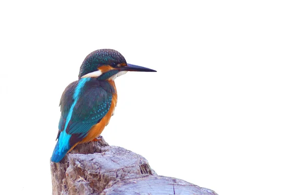 Rei-pescador — Fotografia de Stock