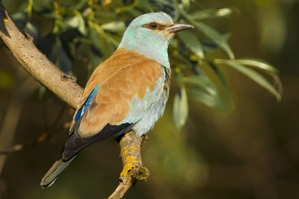 European Blue Roller — Stock Photo, Image