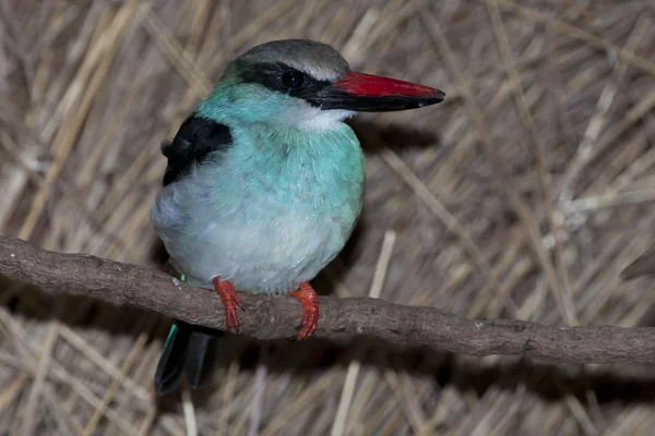 Blue-breasted Kingfisher — Stock Photo, Image