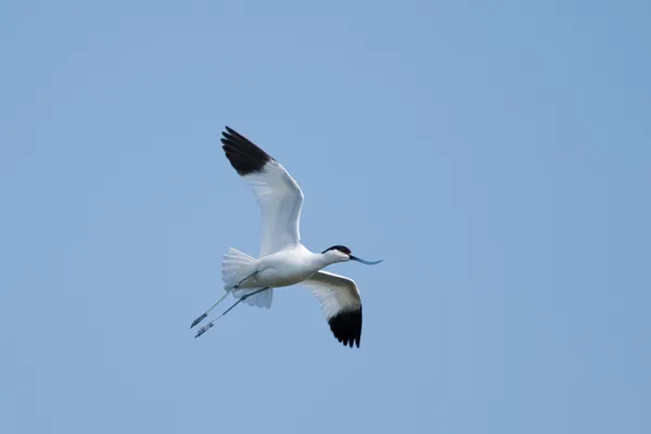 Pied Avocet in Flight — Stock Photo, Image