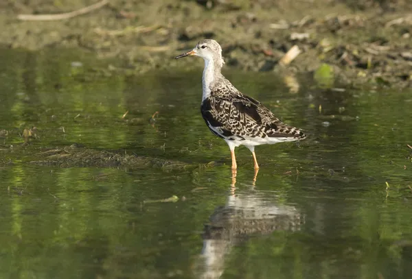 Ruff (Philomachus pugnax) nel Delta del Danubio — Foto Stock