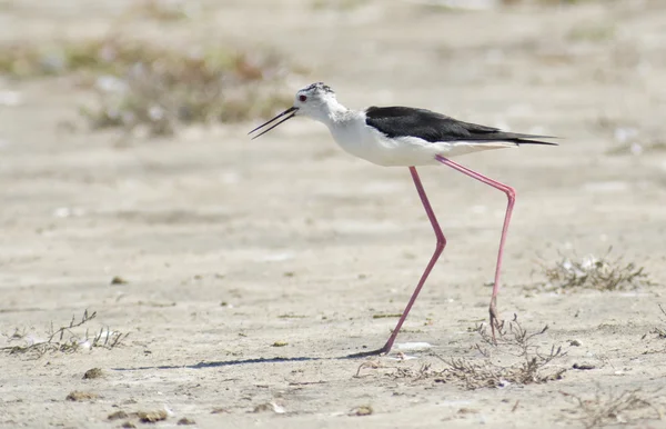 Inclinação de asa preta (Himantopius himantopus ) — Fotografia de Stock