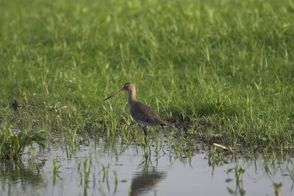 Czarny tailed godwit — Zdjęcie stockowe