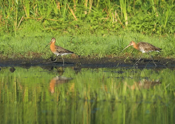 Zwarte tailed godwit — Stockfoto