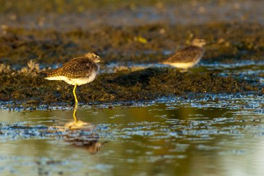 ahşap sandpiper dinlenme