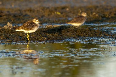 ahşap sandpiper dinlenme