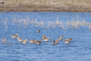 siyah kuyruklu çulluğu akın