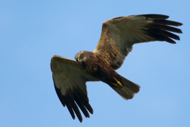 Marsh Harrier (sirk aeruginosus) uçuş