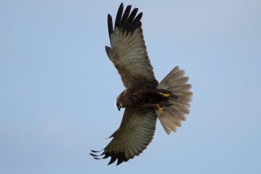 Marsh Harrier (sirk aeruginosus) uçuş