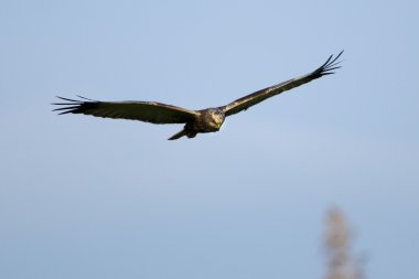 Marsh Harrier (sirk aeruginosus) uçuş