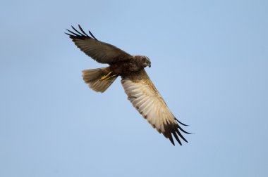 Marsh Harrier (sirk aeruginosus) uçuş