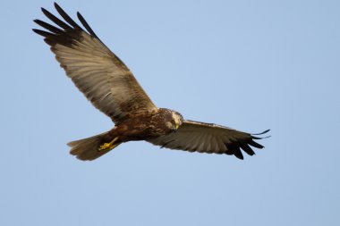 Marsh Harrier (sirk aeruginosus) uçuş