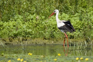 Beyaz leylek (Ciconia ciconia)