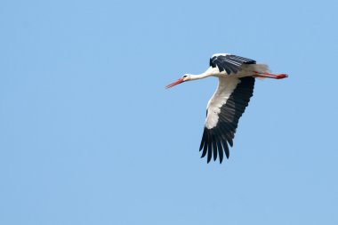 Beyaz leylek (Ciconia ciconia)