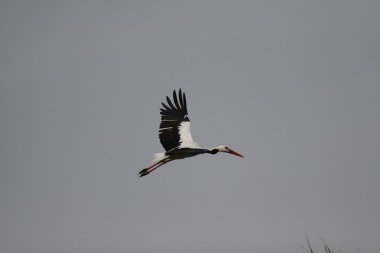 Beyaz leylek (Ciconia ciconia)