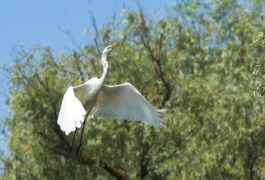 Büyük beyaz balıkçıl (Ardea alba)