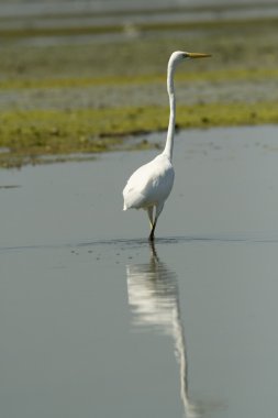 Büyük beyaz balıkçıl (Ardea alba)