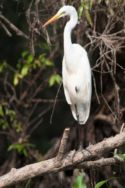 Büyük beyaz balıkçıl (Ardea alba)